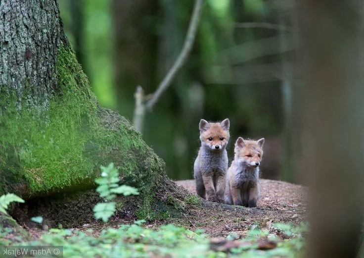Inside Europe Last Primeval Forest: A Journey Into Ancient Wilderness