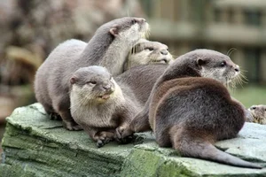 Incredible and Lesser-Known Facts About the Fascinating Weasel Family - image 10
