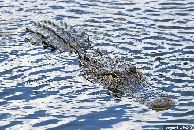 Terrifying Encounter: Man Attacked by Wild Beast During Prayer