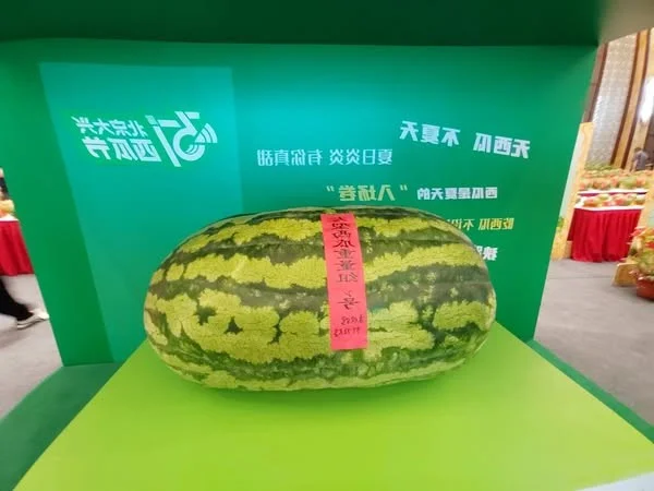 The 100kg Giant Watermelon from China: A Remarkable Feat of Agriculture and Horticulture That Surprised the World