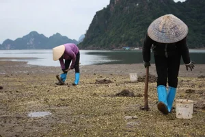 From Feared Creature to Luxury Delicacy: The Rise of the Geoduck - image 2