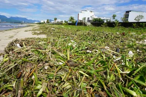 Da Nang Beaches Face Massive Cleanup After 10 Tons of Trash Wash Ashore - image 6