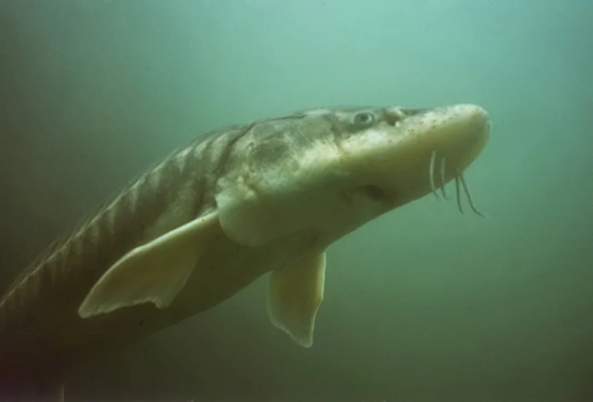 Discover the Mysterious Deep-Sea Fish Carrying 'Black Diamonds' Inside
