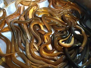 Surprising Wildlife Battle: How an Eel Outsmarted a Deadly Snake - image 0
