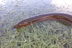 Surprising Wildlife Battle: How an Eel Outsmarted a Deadly Snake - image 5