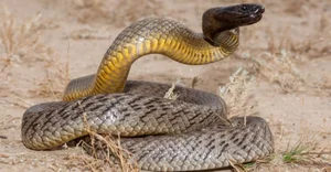 Surprising Wildlife Battle: How an Eel Outsmarted a Deadly Snake - image 2
