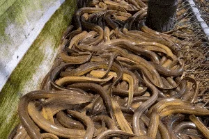 Surprising Wildlife Battle: How an Eel Outsmarted a Deadly Snake - image 4