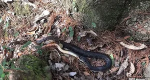 Surprising Wildlife Battle: How an Eel Outsmarted a Deadly Snake - image 3
