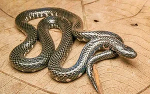 Surprising Wildlife Battle: How an Eel Outsmarted a Deadly Snake - image 1