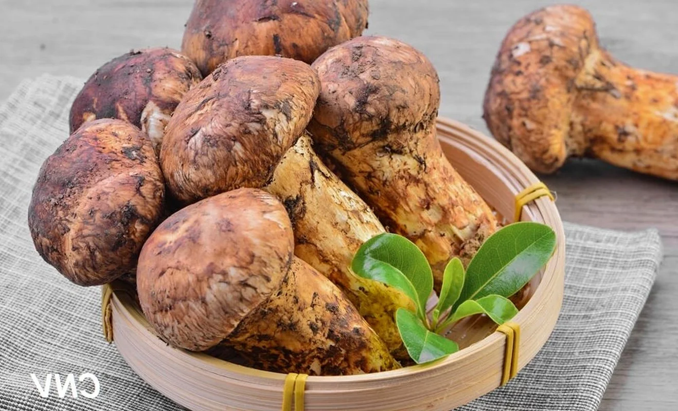 Why the Wealthy Hunt This Rare Mushroom Worth $2,000 Per Kilo