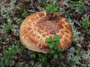 Why the Wealthy Hunt This Rare Mushroom Worth $2,000 Per Kilo - image 5
