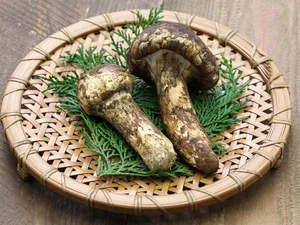 Why the Wealthy Hunt This Rare Mushroom Worth $2,000 Per Kilo - image 2