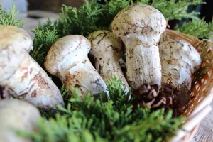 Why the Wealthy Hunt This Rare Mushroom Worth $2,000 Per Kilo - image 8