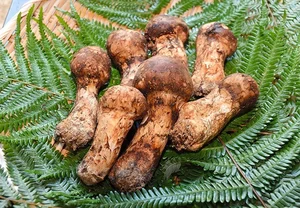 Why the Wealthy Hunt This Rare Mushroom Worth $2,000 Per Kilo - image 7