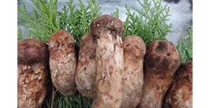 Why the Wealthy Hunt This Rare Mushroom Worth $2,000 Per Kilo - image 1