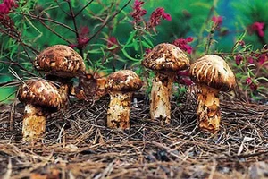 Why the Wealthy Hunt This Rare Mushroom Worth $2,000 Per Kilo - image 4