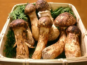 Why the Wealthy Hunt This Rare Mushroom Worth $2,000 Per Kilo - image 9