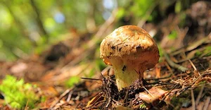 Why the Wealthy Hunt This Rare Mushroom Worth $2,000 Per Kilo - image 6