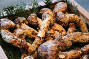 Why the Wealthy Hunt This Rare Mushroom Worth $2,000 Per Kilo - image 3