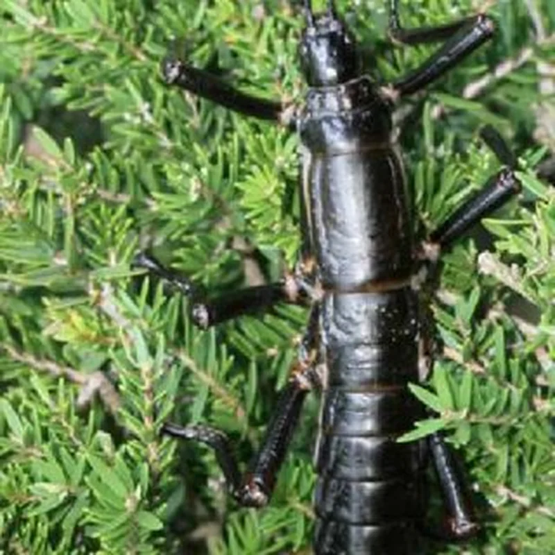The Miraculous Survival of the 'Tree Lobster': A Giant Insect's Return from Extinction