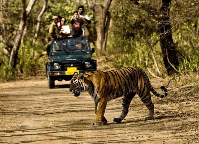 Explore Kaziranga: The Majestic Home of Asia's Big Five and Wild Beauty