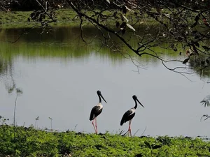Explore Kaziranga: The Majestic Home of Asia's Big Five and Wild Beauty - image 3