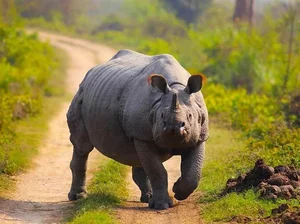 Explore Kaziranga: The Majestic Home of Asia's Big Five and Wild Beauty - image 1