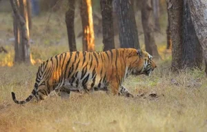 Explore Kaziranga: The Majestic Home of Asia's Big Five and Wild Beauty - image 2