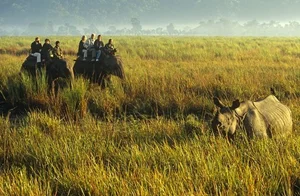 Explore Kaziranga: The Majestic Home of Asia's Big Five and Wild Beauty - image 7