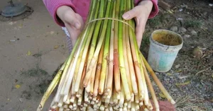 From Famine Food to Gourmet Delicacy: The Rise of Organic Wild Vegetables in Modern Cuisine - image 7