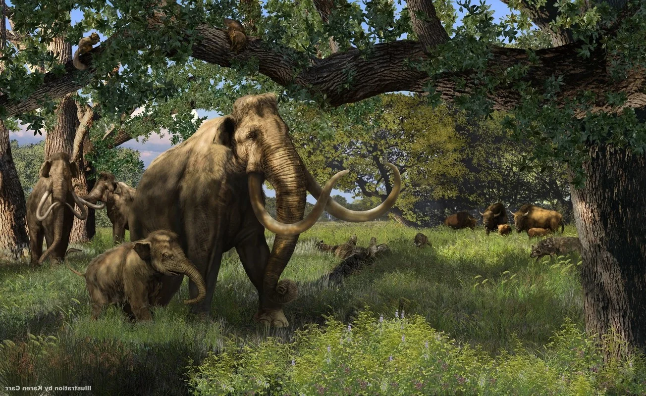 Hunter Stumbles Upon Rare Prehistoric Mammoth Tusk During Routine Deer Hunt
