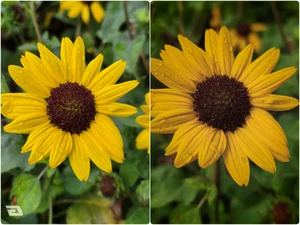Xiaomi 17T Pro vs Galaxy S26 Plus: Camera Color Science Blind Test - image 1