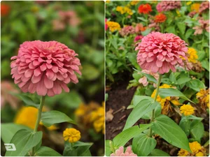 Xiaomi 17T Pro vs Galaxy S26 Plus: Camera Color Science Blind Test - image 0