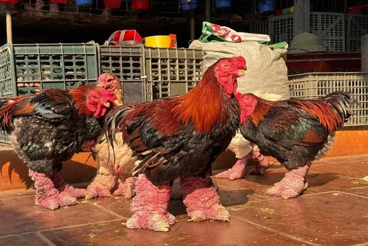 Why People Are Rushing to Buy Dong Tao Chicken Feet for Tet