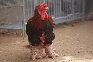 Why People Are Rushing to Buy Dong Tao Chicken Feet for Tet - image 6