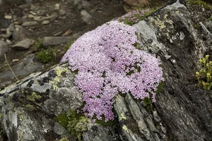 The Mystery of the 300-Year-Old Magic Flower: Nature’s Resilient Beauty - image 12