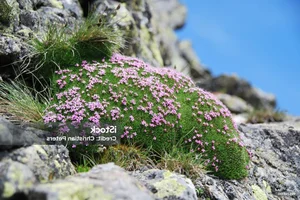 The Mystery of the 300-Year-Old Magic Flower: Nature’s Resilient Beauty - image 11