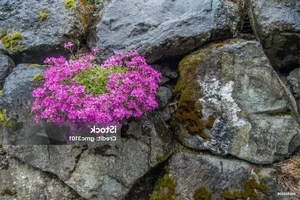 The Mystery of the 300-Year-Old Magic Flower: Nature’s Resilient Beauty - image 8