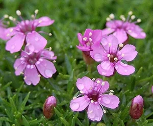 The Mystery of the 300-Year-Old Magic Flower: Nature’s Resilient Beauty - image 14