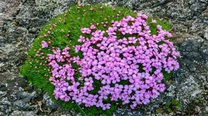 The Mystery of the 300-Year-Old Magic Flower: Nature’s Resilient Beauty - image 2