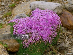 The Mystery of the 300-Year-Old Magic Flower: Nature’s Resilient Beauty - image 6