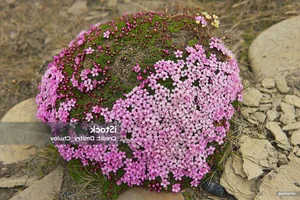 The Mystery of the 300-Year-Old Magic Flower: Nature’s Resilient Beauty - image 1
