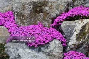 The Mystery of the 300-Year-Old Magic Flower: Nature’s Resilient Beauty - image 3