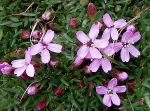 The Mystery of the 300-Year-Old Magic Flower: Nature’s Resilient Beauty - image 0