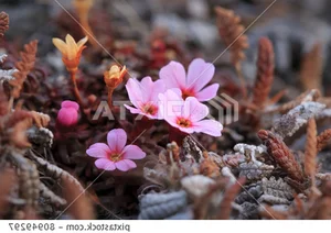 The Mystery of the 300-Year-Old Magic Flower: Nature’s Resilient Beauty - image 5
