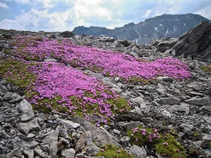 The Mystery of the 300-Year-Old Magic Flower: Nature’s Resilient Beauty - image 7
