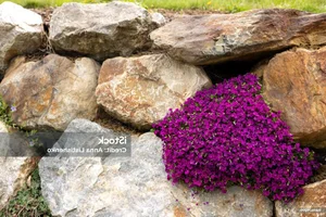 The Mystery of the 300-Year-Old Magic Flower: Nature’s Resilient Beauty - image 10