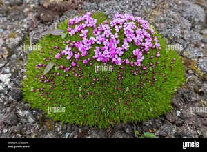 The Mystery of the 300-Year-Old Magic Flower: Nature’s Resilient Beauty - image 13
