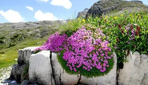 The Mystery of the 300-Year-Old Magic Flower: Nature’s Resilient Beauty - image 4
