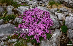The Mystery of the 300-Year-Old Magic Flower: Nature’s Resilient Beauty - image 9